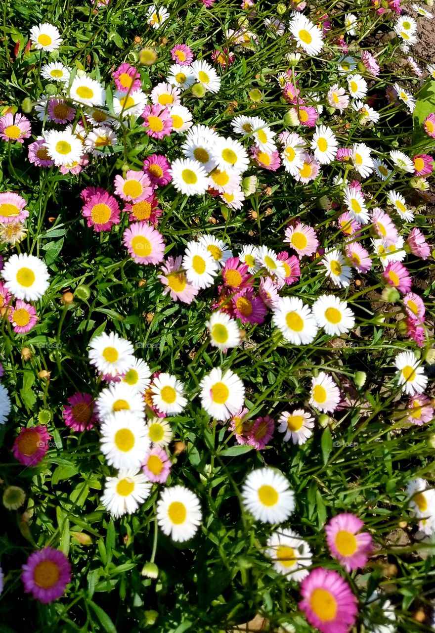 Pretty daisies