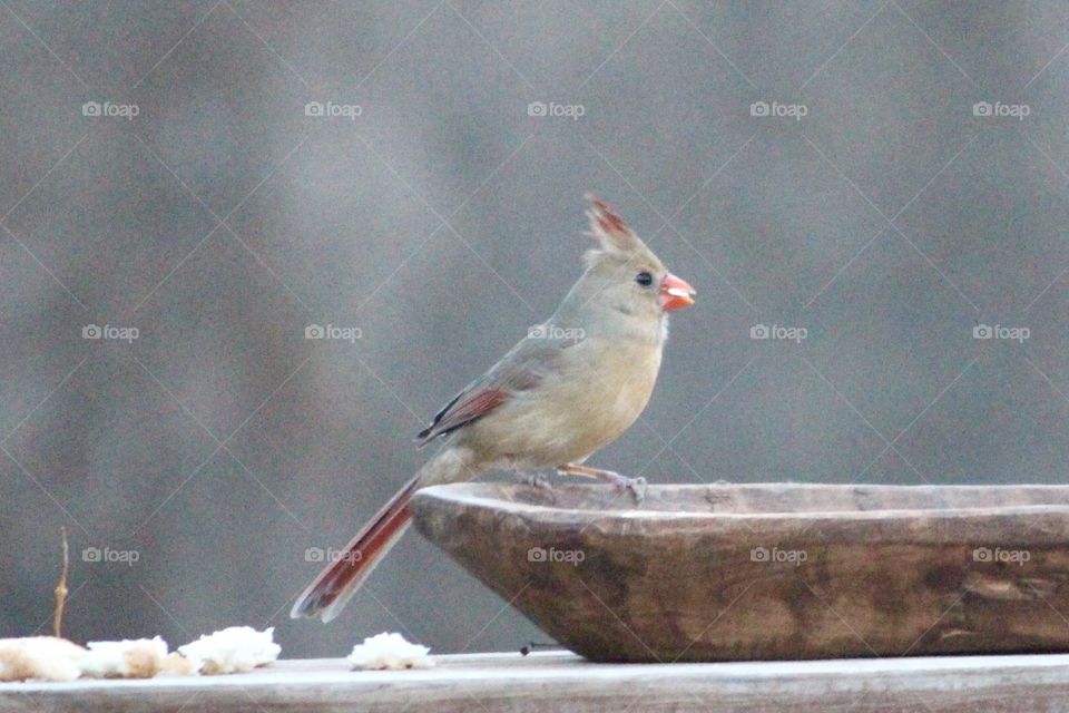 Female Cardinal