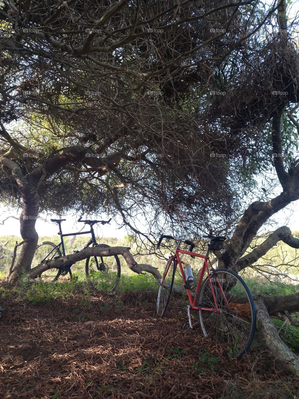 Bikes and shadow tree