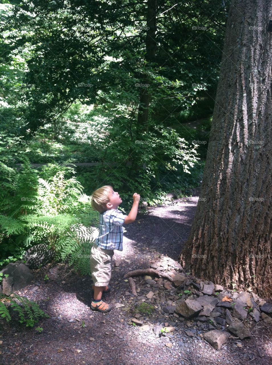 Young boy staring up at giant tree.