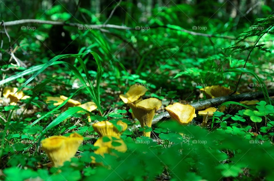 Chanterelles