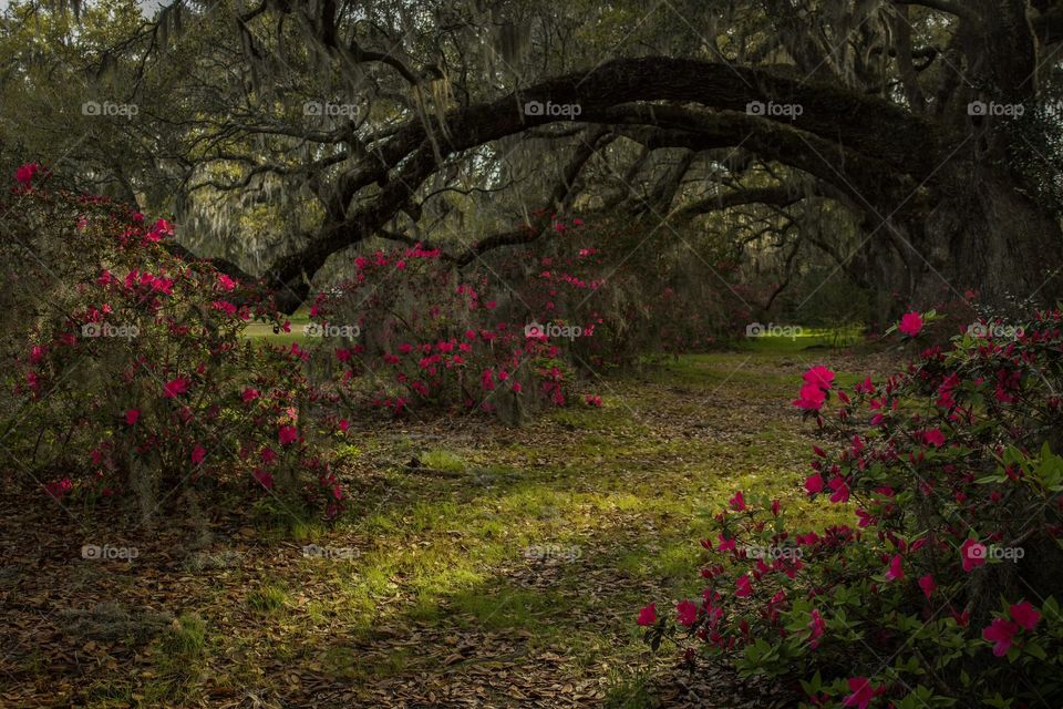 Tree Tunnel