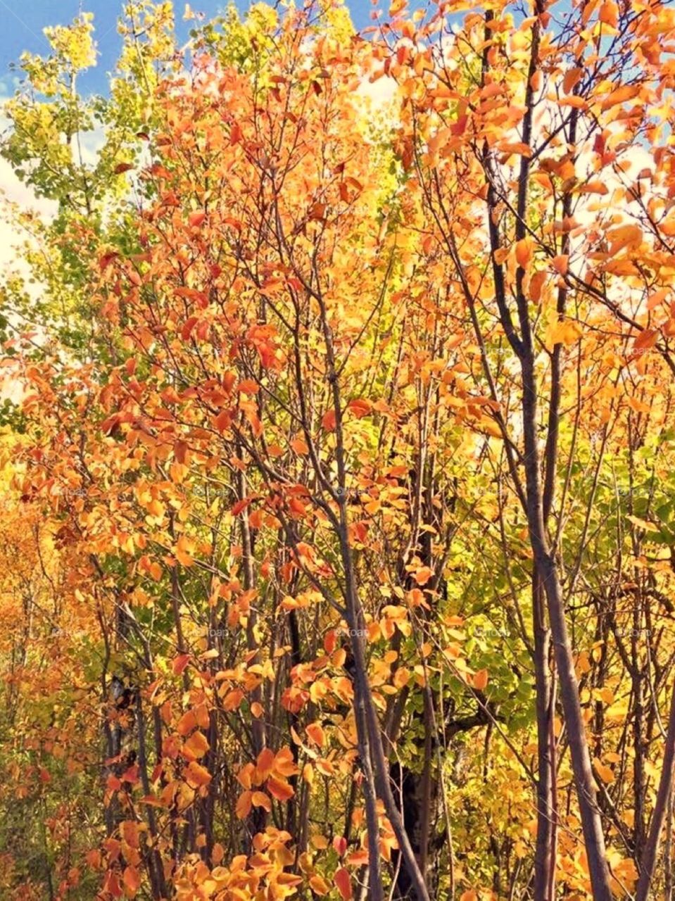 Fall Trees