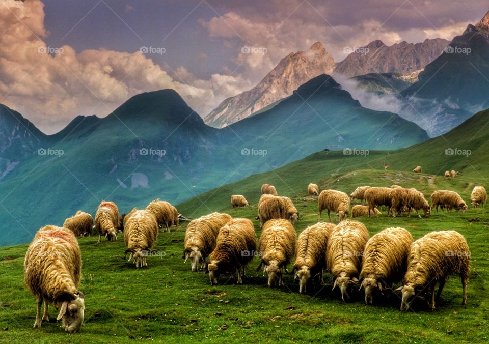 Sheep. Pyrenees