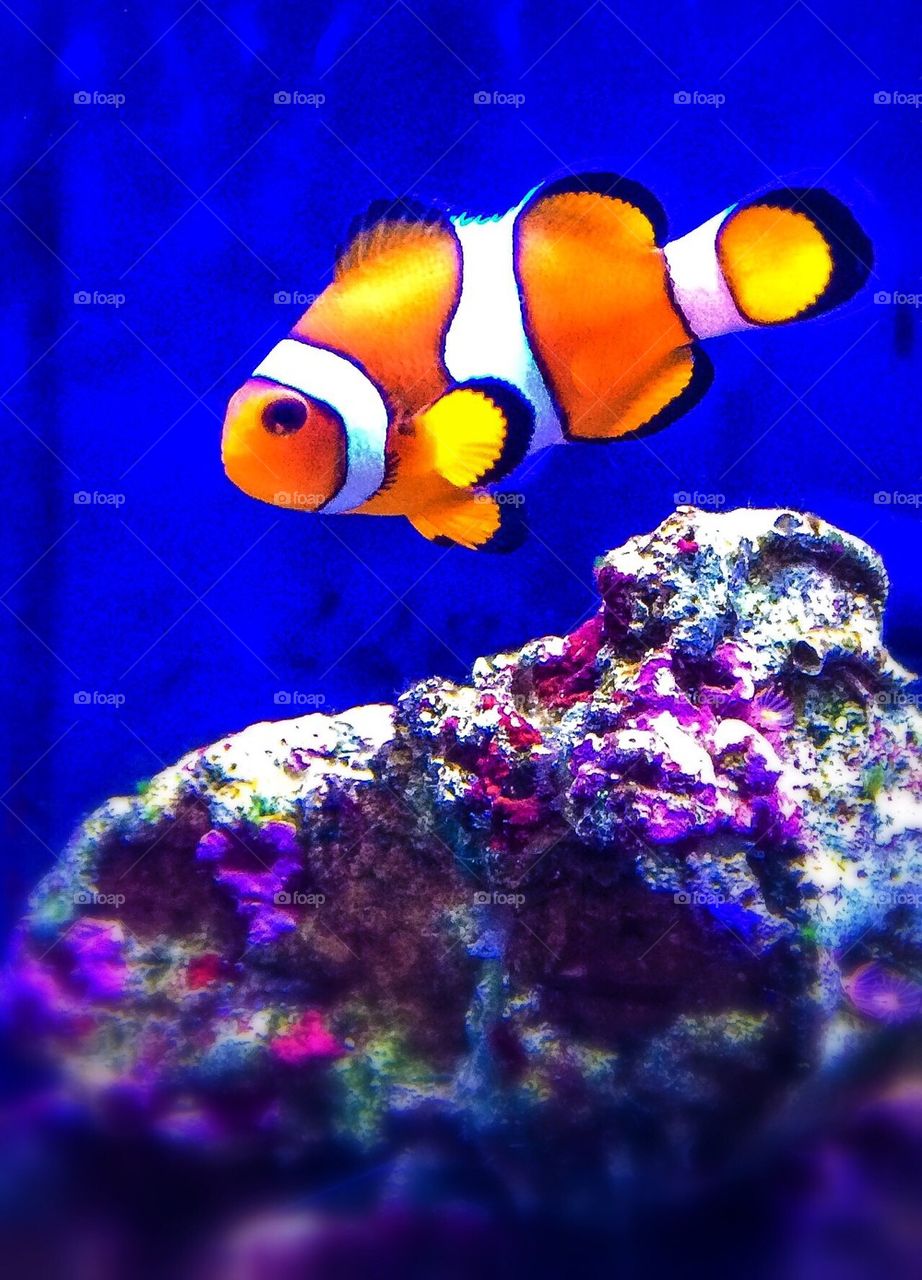 Colorful Clownfish