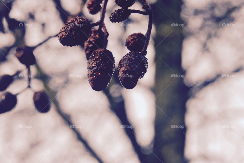 Pine cones with raindrops