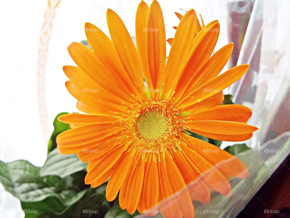 Orange Flower