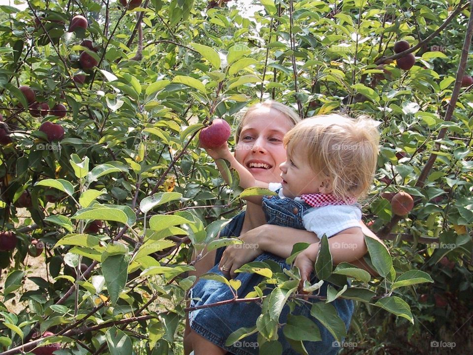 Apple Picking 