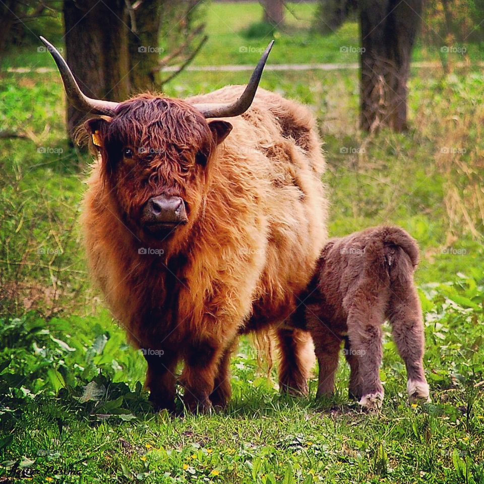Highlander cow with her calf