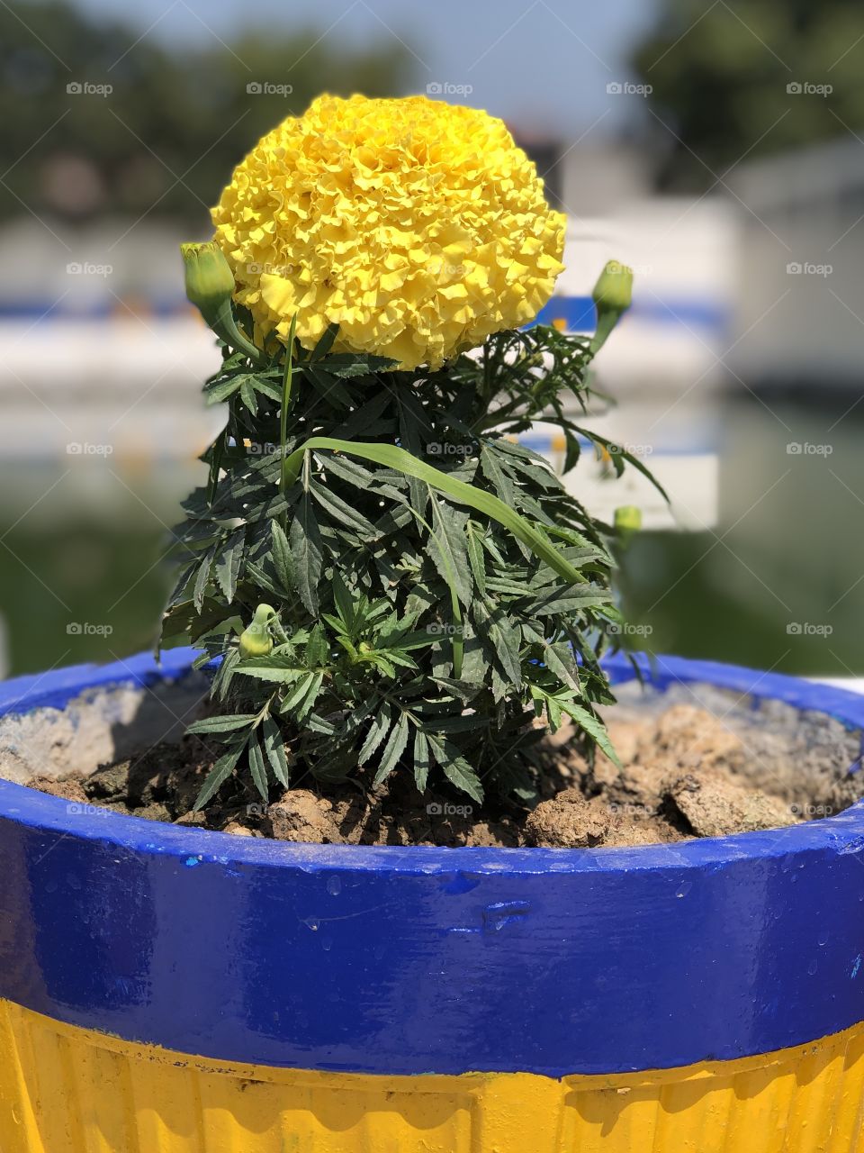 Marigold grown in a pot side view