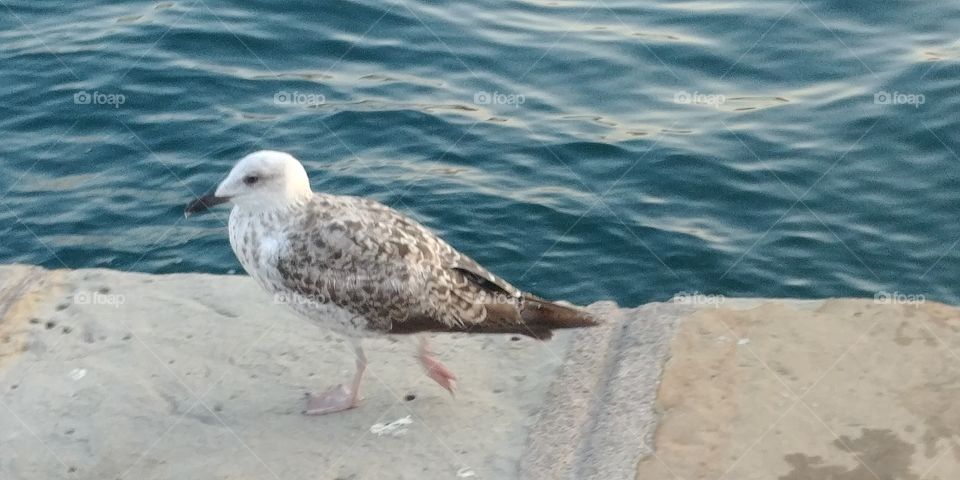 Young Seagull Promenade