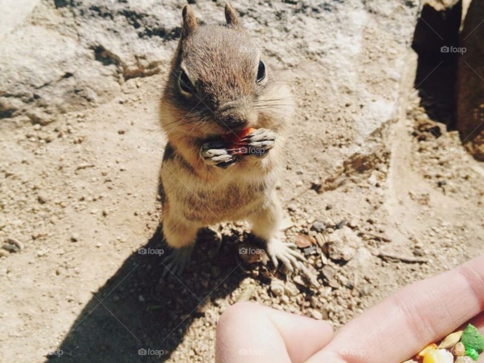 Swan Mountain in Summit County, CO. The ground squirrels are very friendly and love to be fed! 