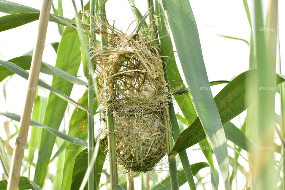 Southern Red Bishop's Nest