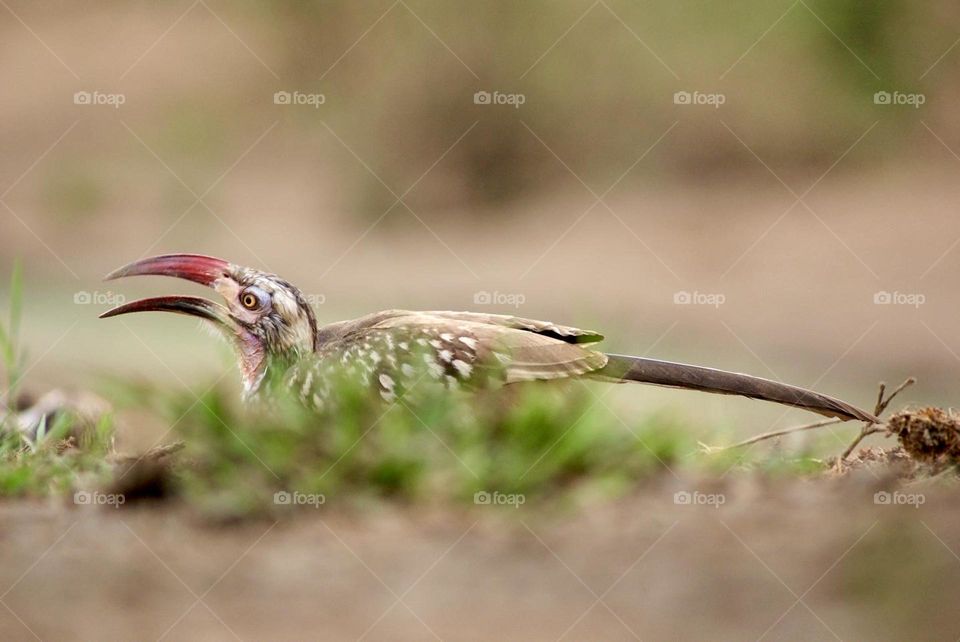 A red billed hornbill with a droplet of water between its beak 