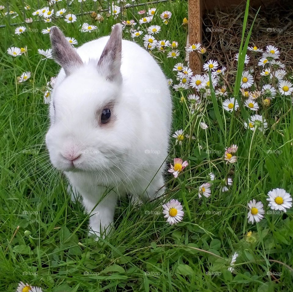 Rabbit in the garden / Lapin dans le jardin