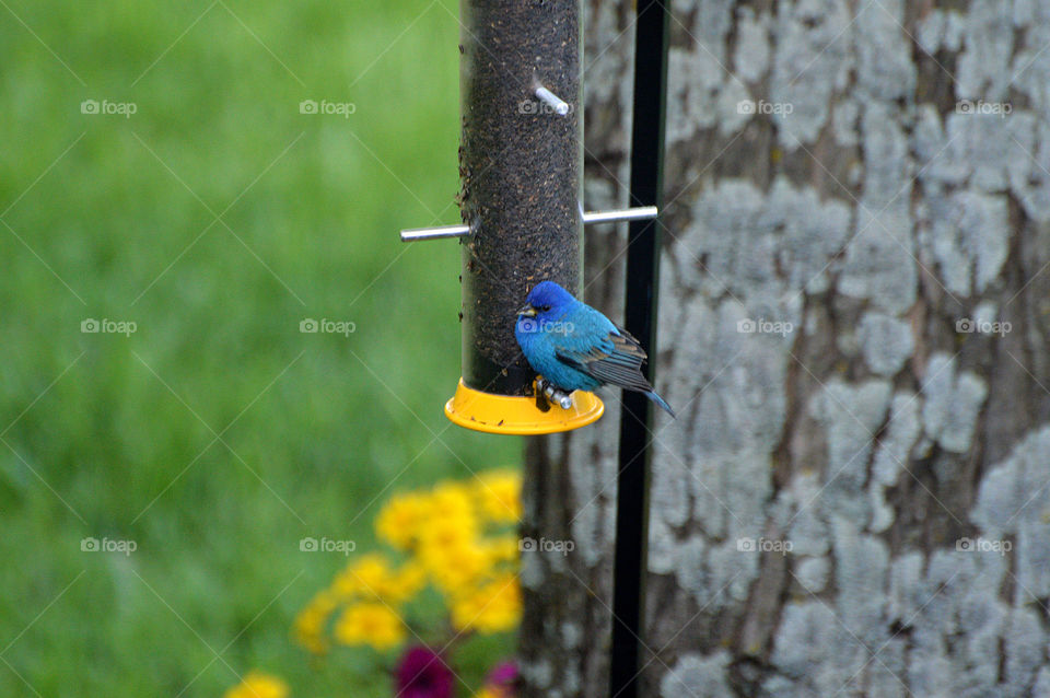 Blue bird on feeder