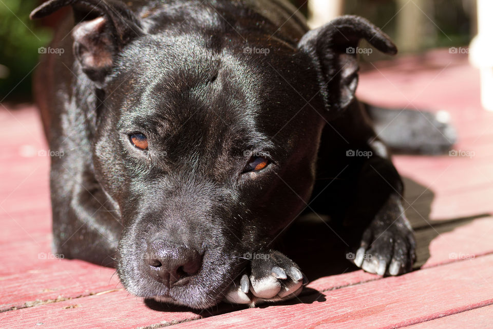 Sunbathing Dog 