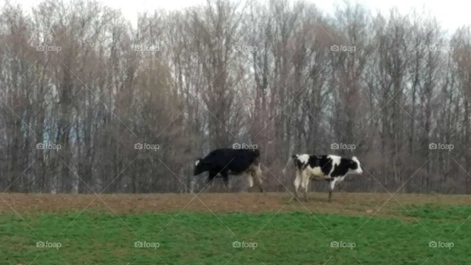 Agriculture, Farm, Cattle, Landscape, Field