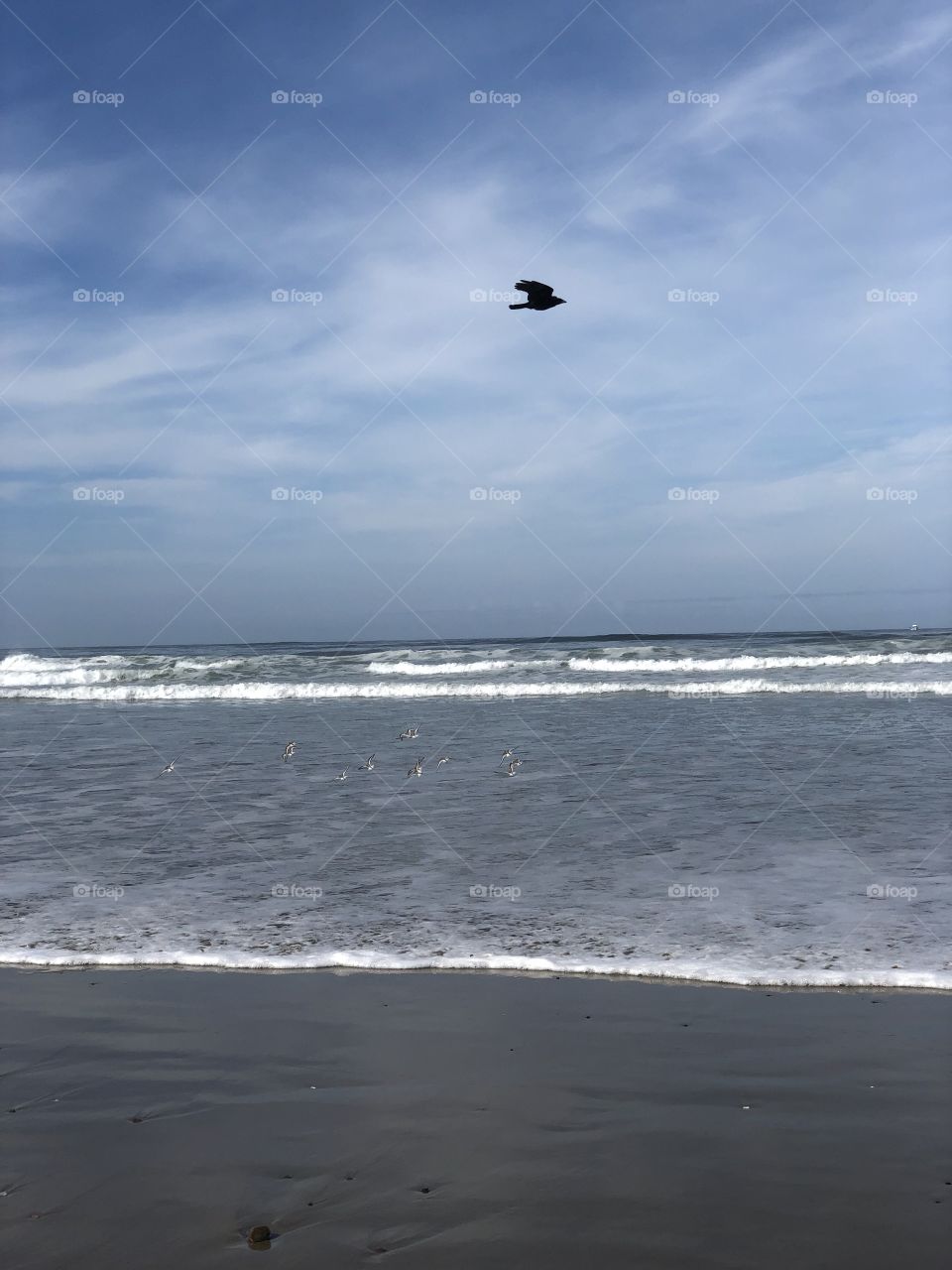 Birds at the Seashore