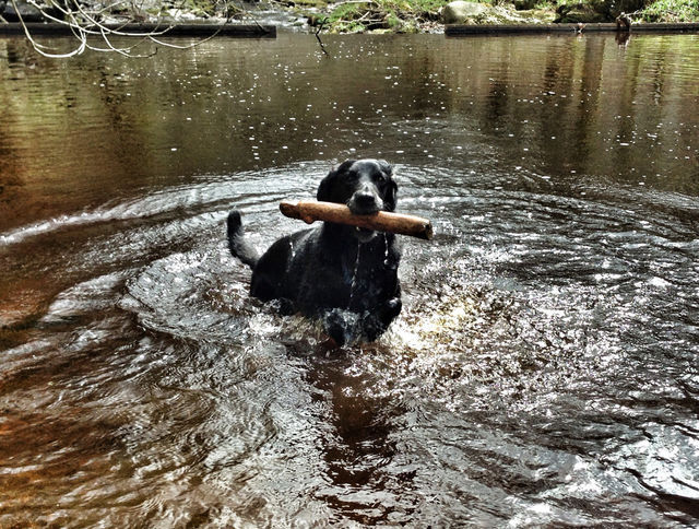 Labrador,water,stick,swimming,fun,black dog,