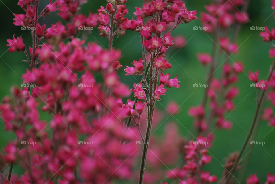 Garden flowers
