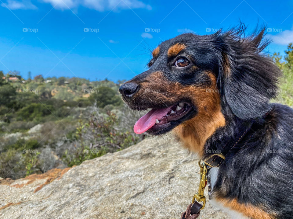 Cute puppy dachshund on a hike in nature 