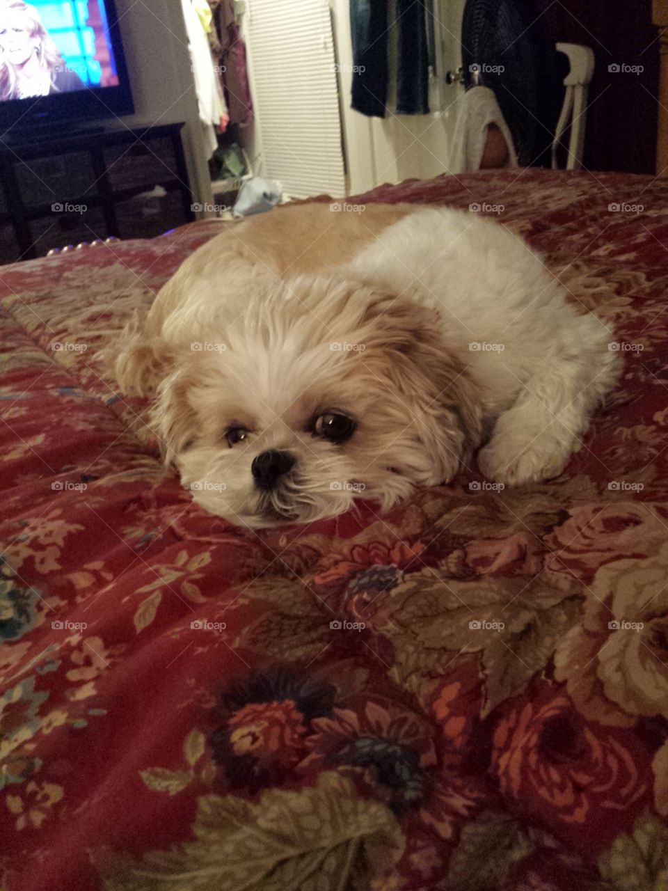 pouting puppy. Adorable Shih Tzu with a pouty face