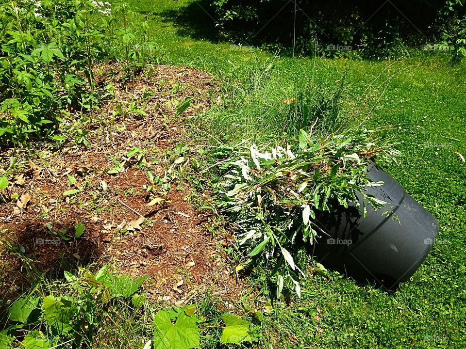 Weeding the blackberry patch . The weeds overtaking the area