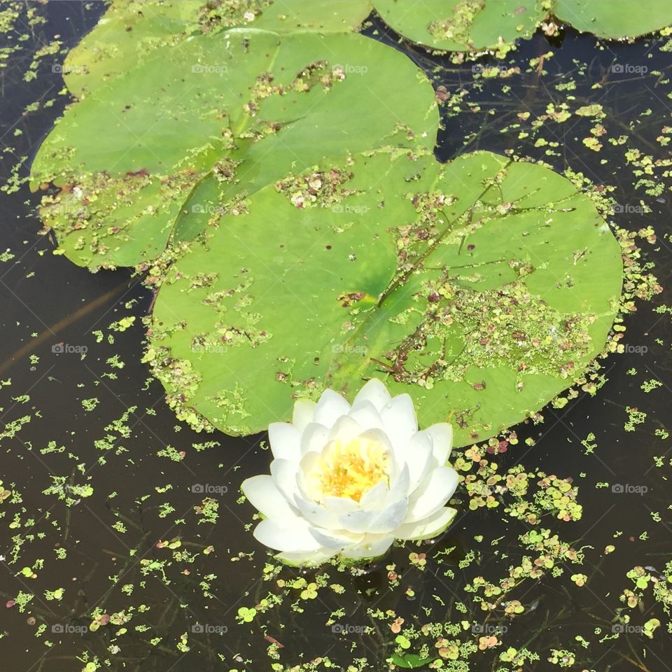 Lily pad . Came upon this while kayaking in a quiet pond.