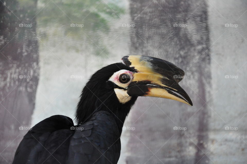 Hornbill