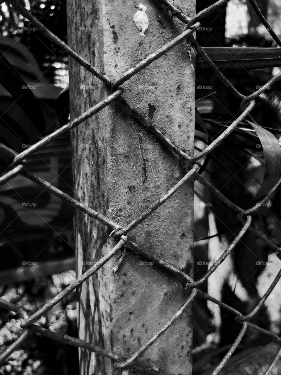 Fence in black and white