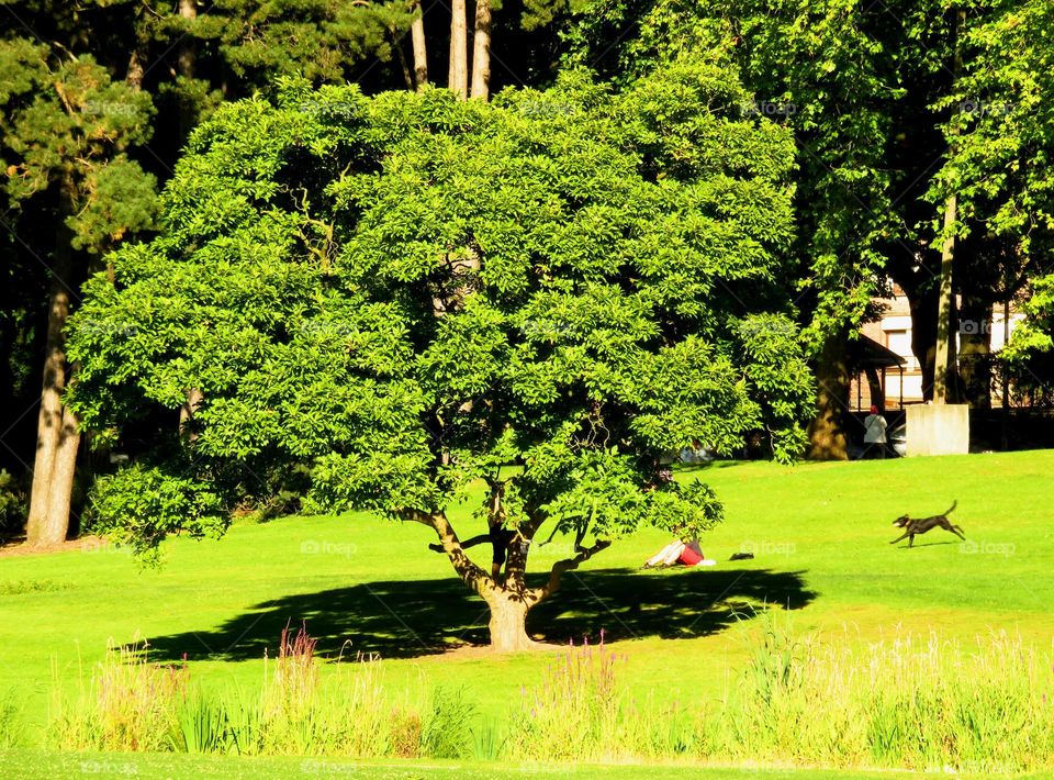 majestic tree