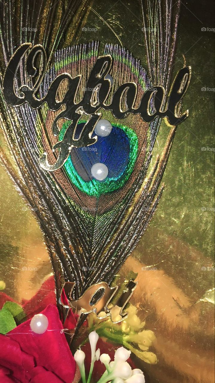 beautiful wing of Peacock