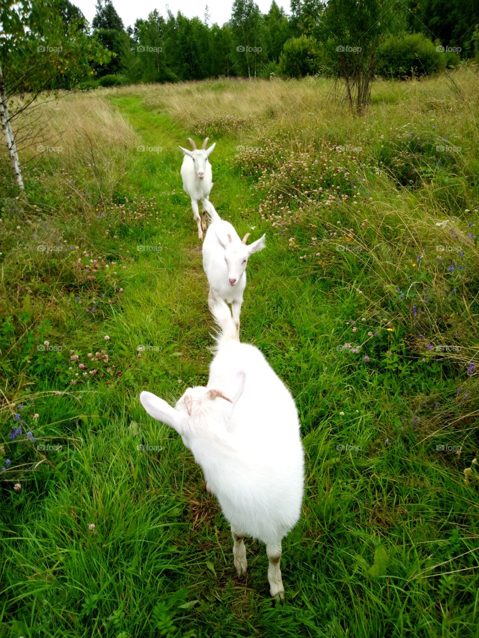 козы идут пастись