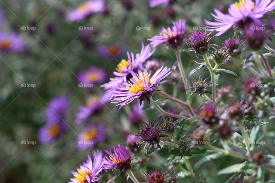 Aster 