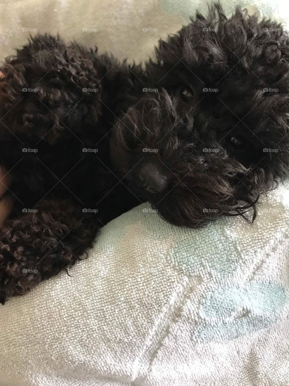 Gorgeous Lilly ❤️ #Toypoodle#socute#sofluffy#perfect