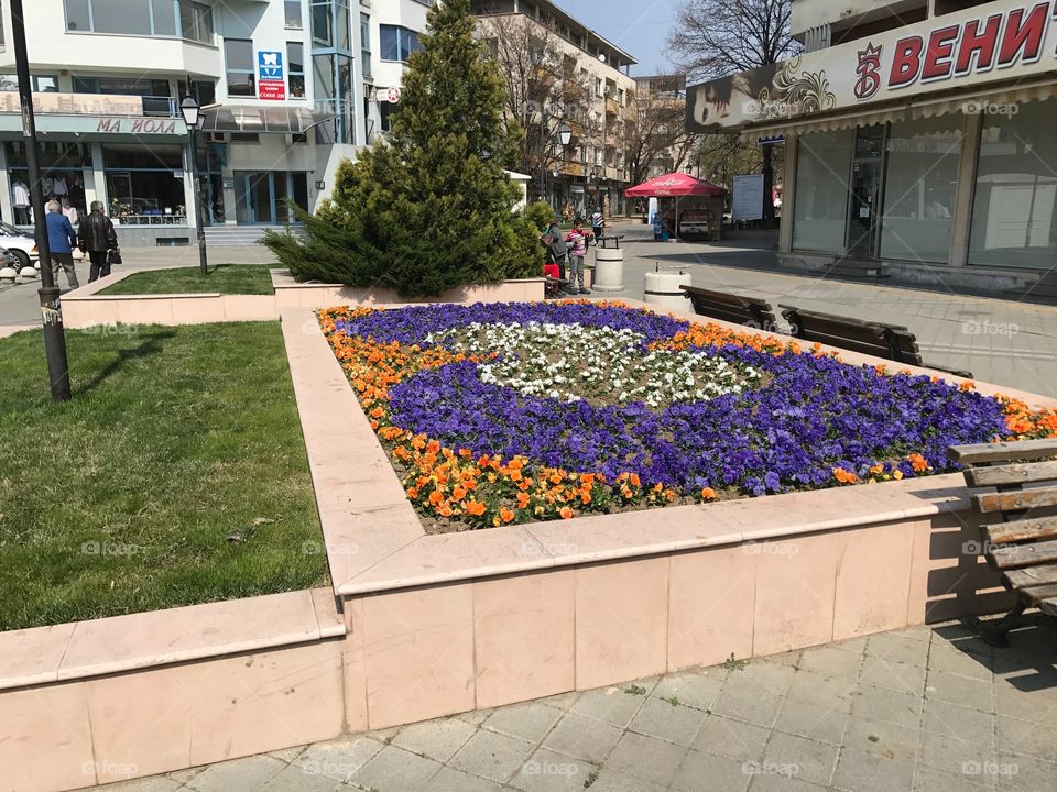 No Person, Garden, Flower, Road, City