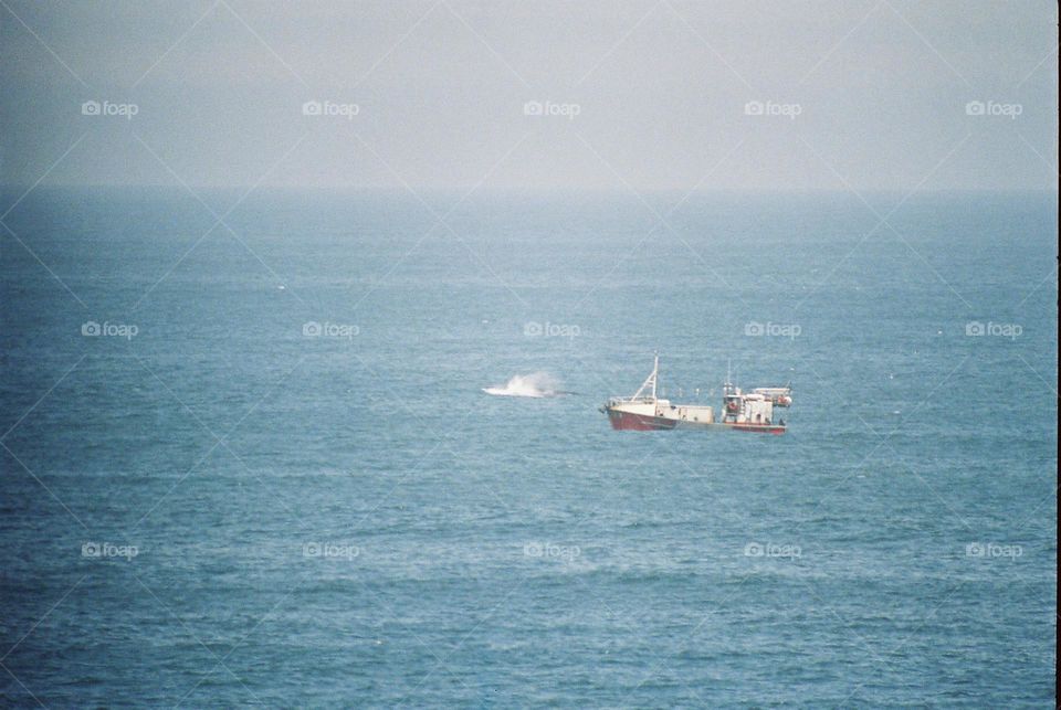 fishing boat near a whale.