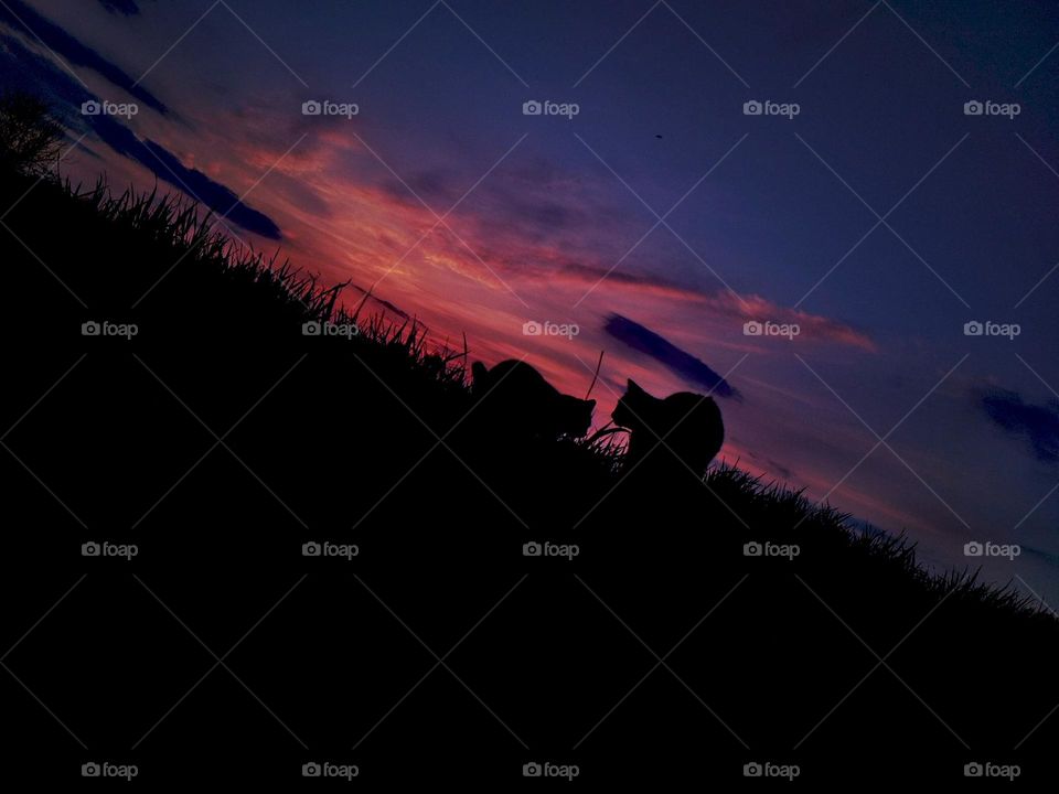 Cats silhouette on sunset background