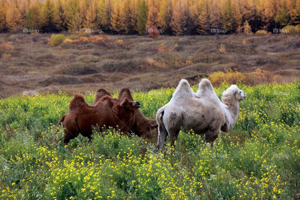 Camel , animal  enjoy fall 