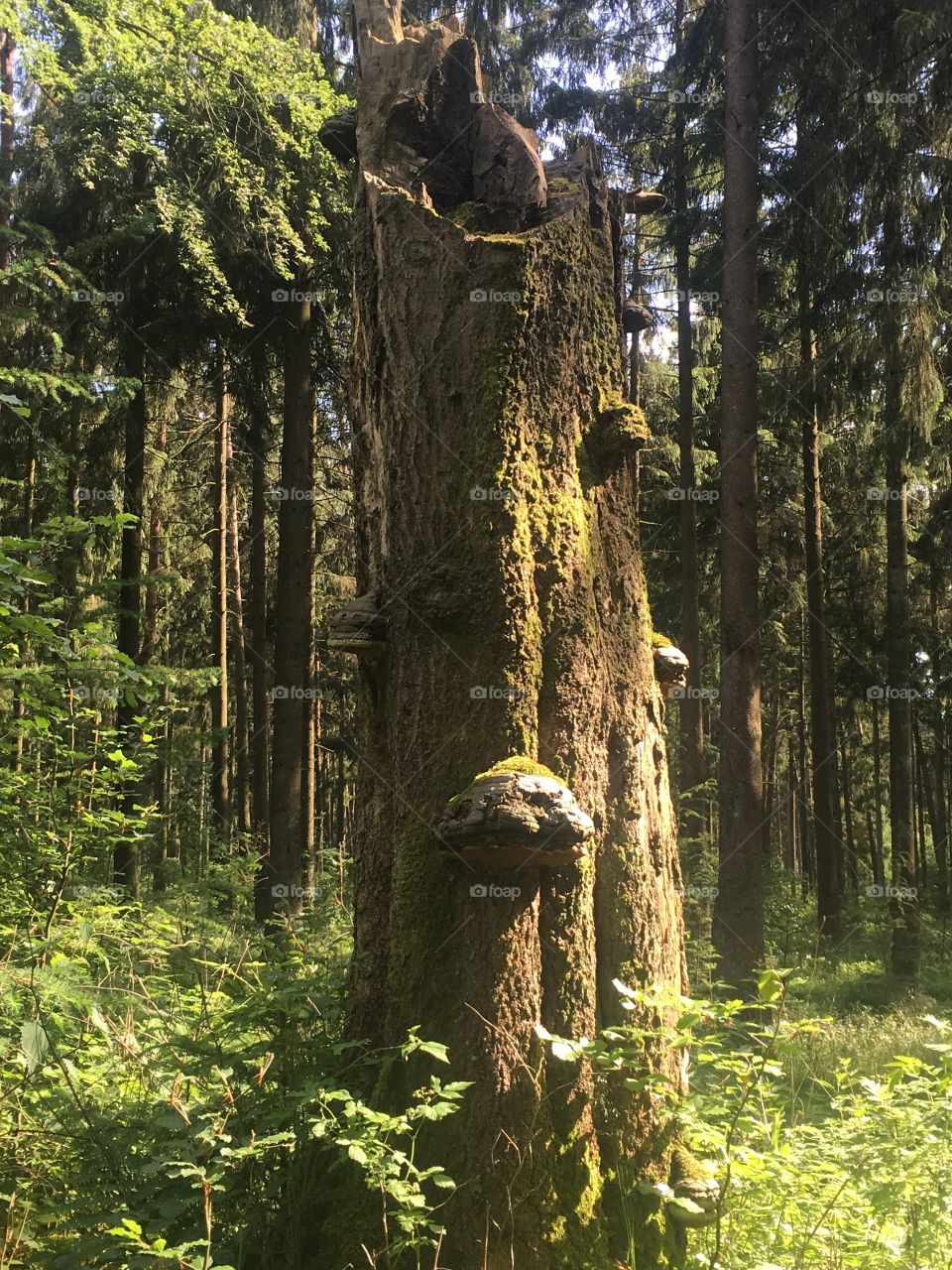 Natur Wald 