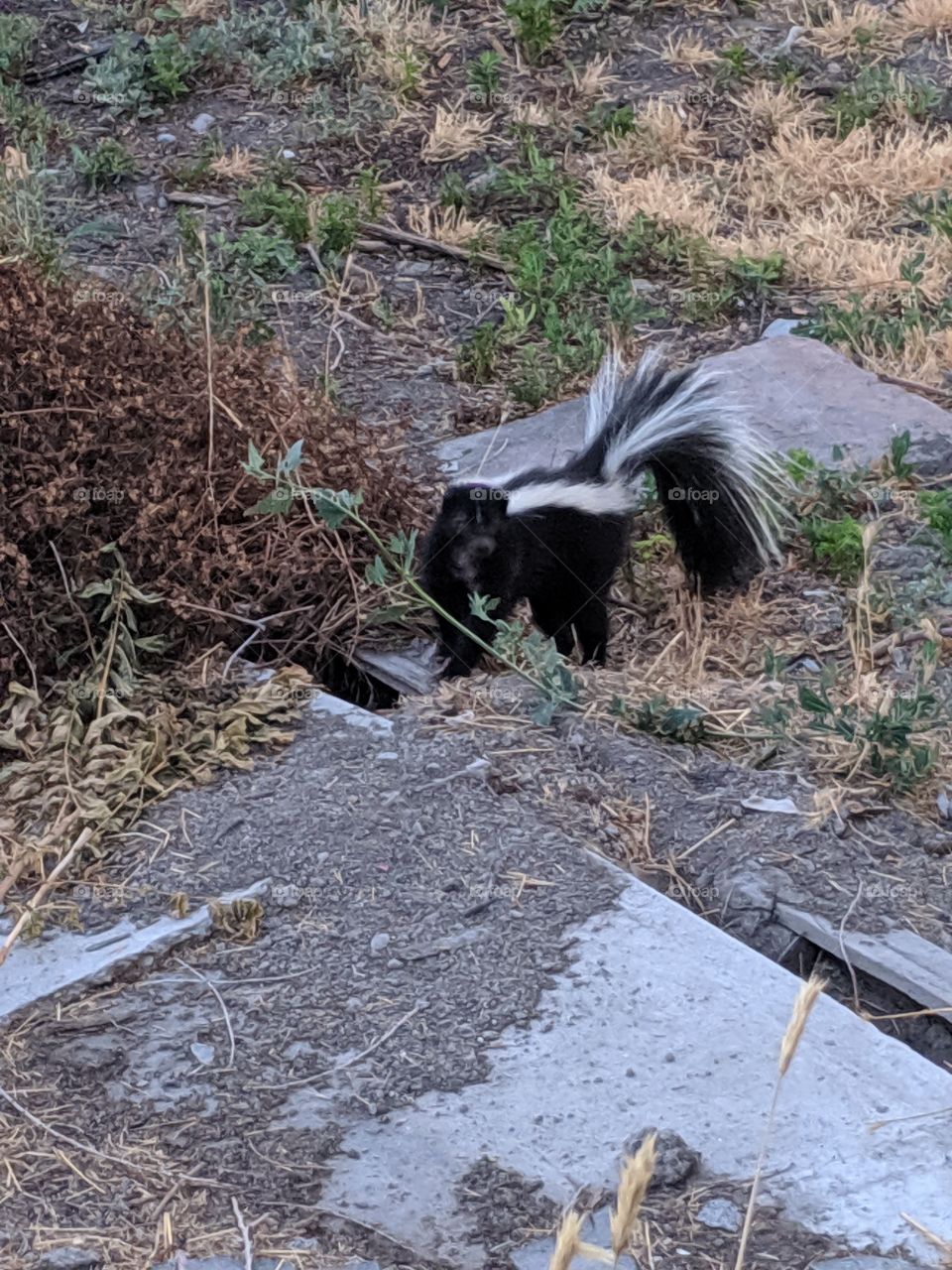 skunk smelling branches before hiding in the place it calls home. it shortly after slipped into the cracks you can see in the picture.