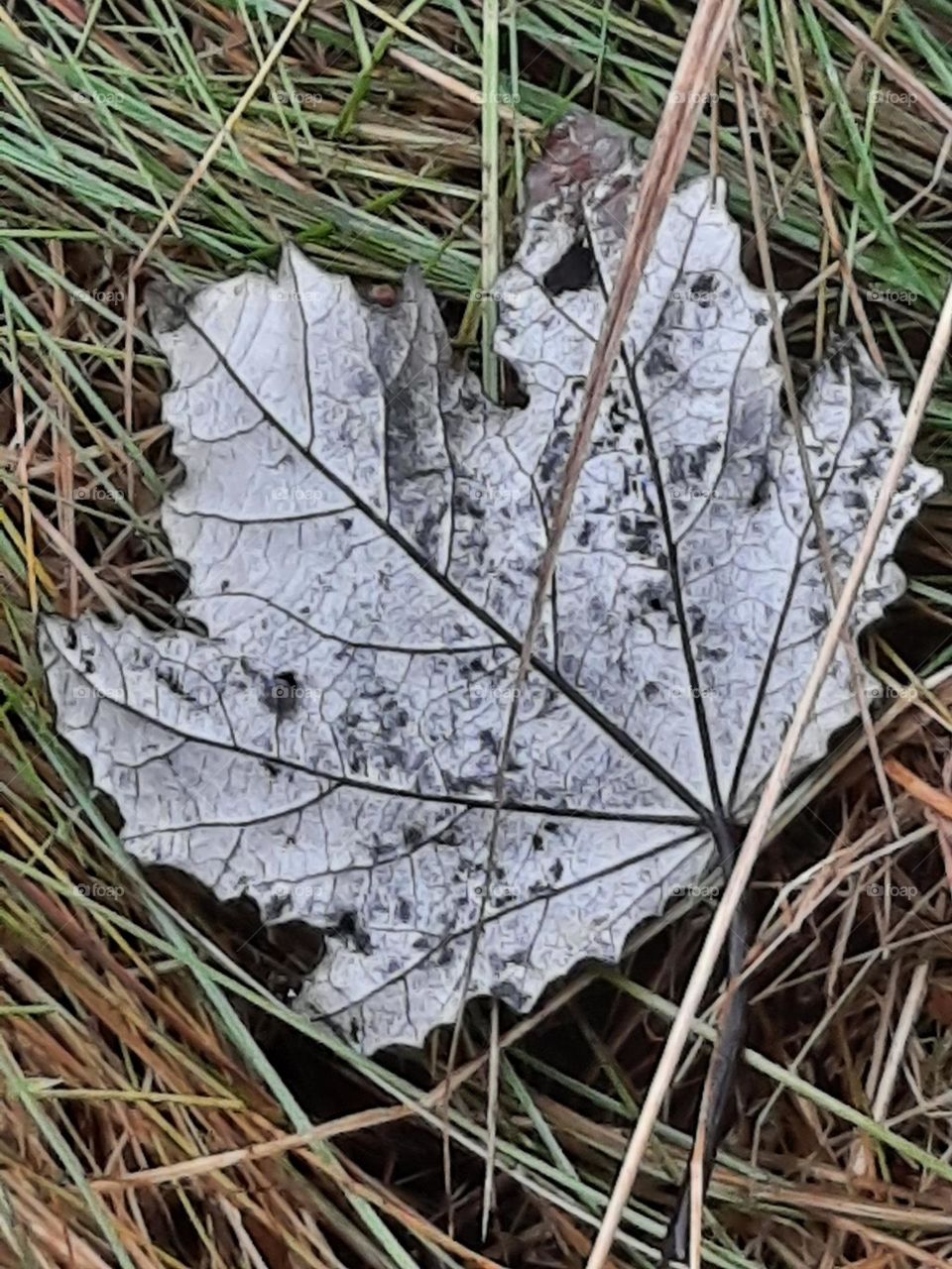 silver leaf fallen on meadow