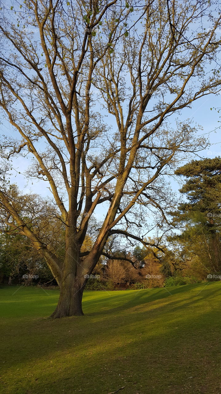 mighty oak