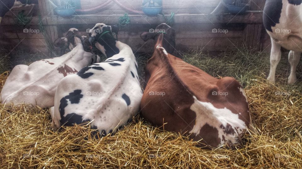 Farm Animals at the Fair. Magnificent Bovine