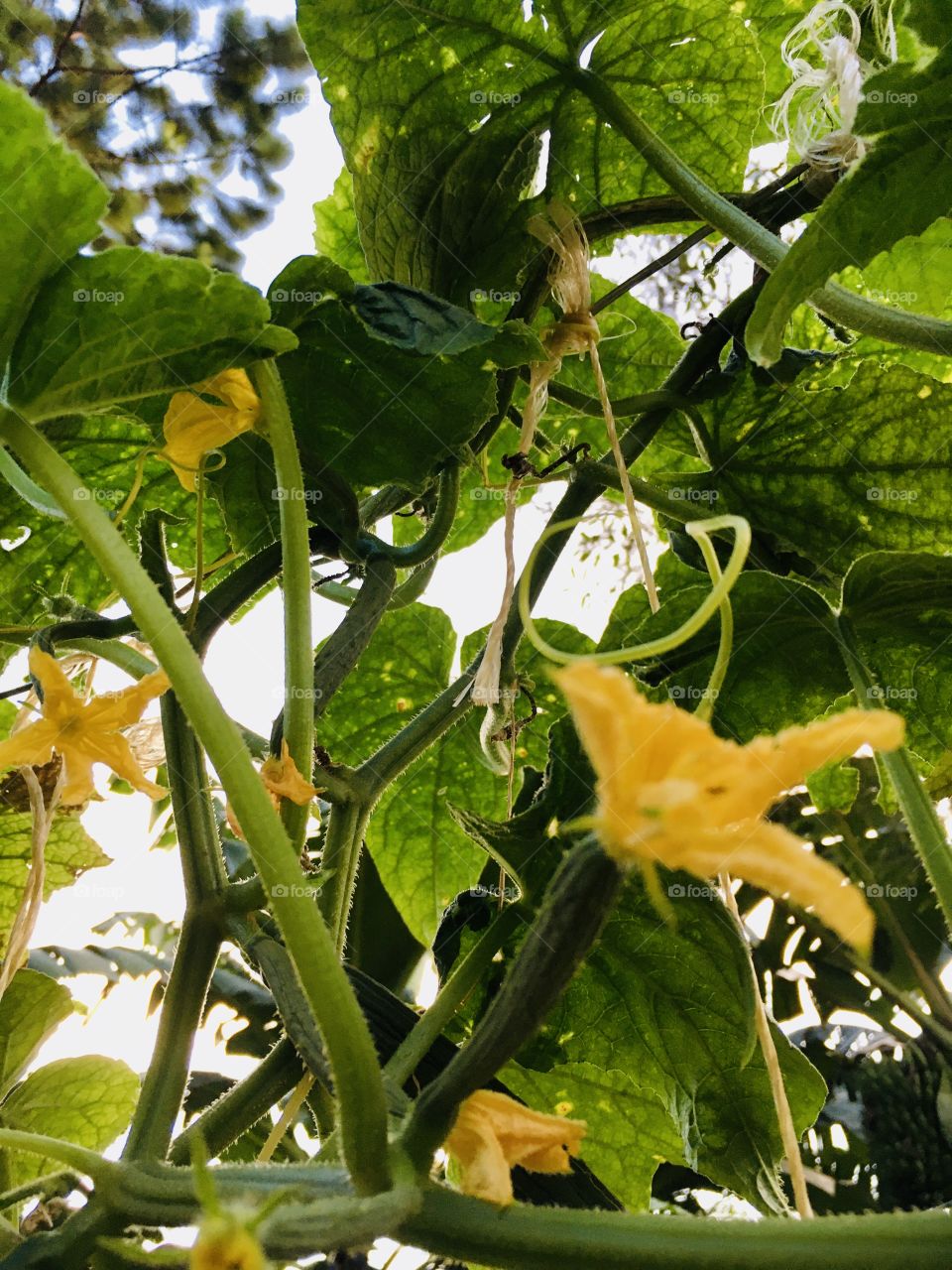 Cucumber flowers 