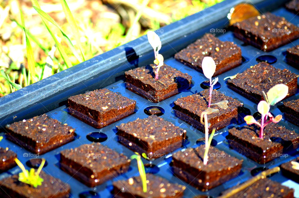 Urban Gardening