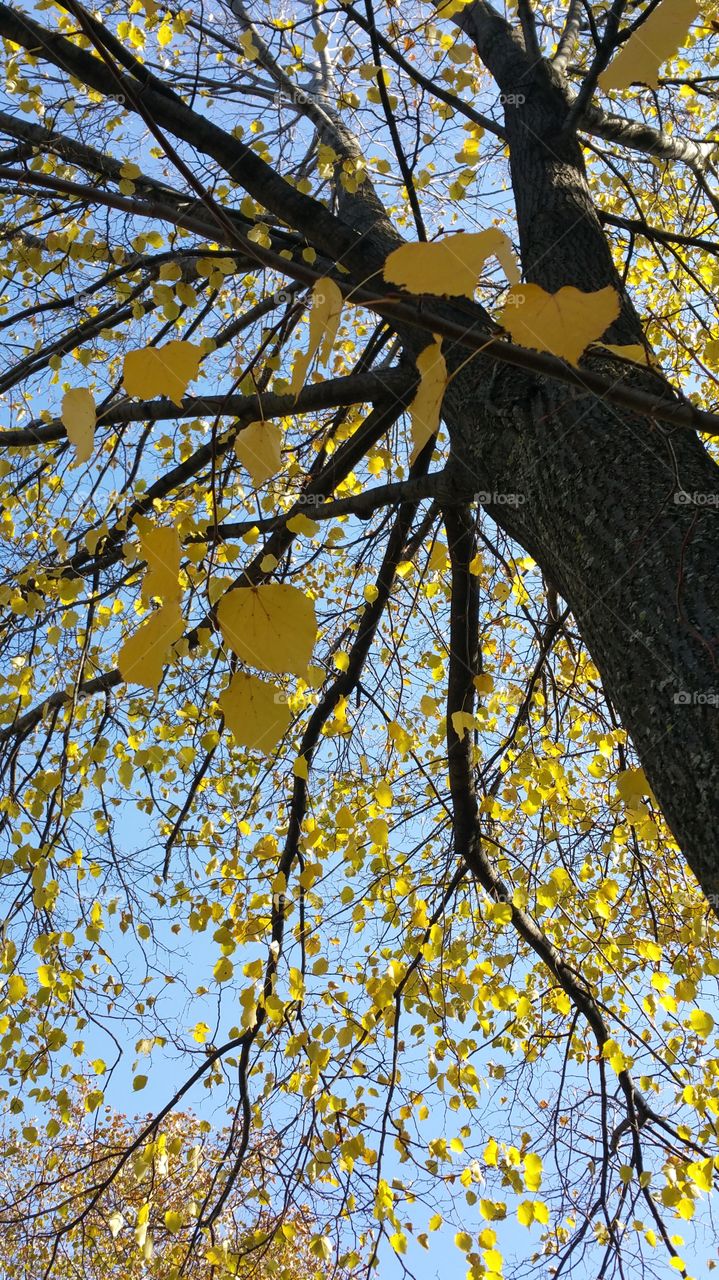 fall leaves