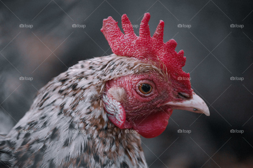 Portrait of a chicken in a farm 