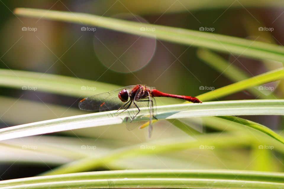 Red dragonfly